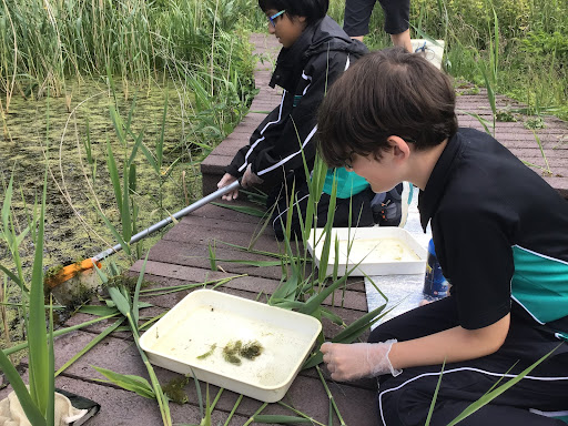 Year 6  Fitzwilliam Building visit the Stephen Perse Nature Reserve