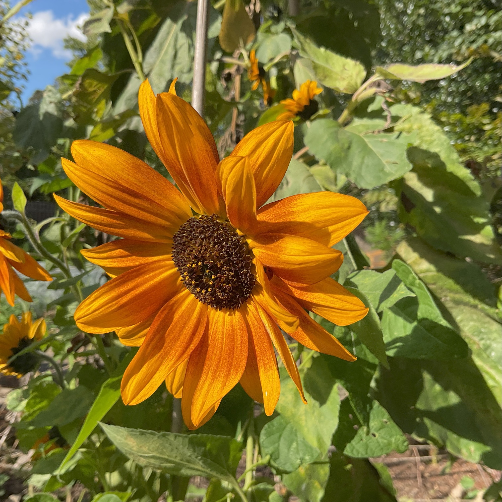 Sunflower at Cambridge University Botanic Garden Sunflower at Cambridge University Botanic Garden